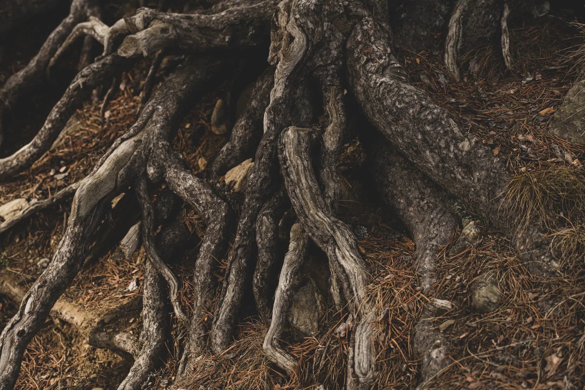 Tree roots spreading through soil