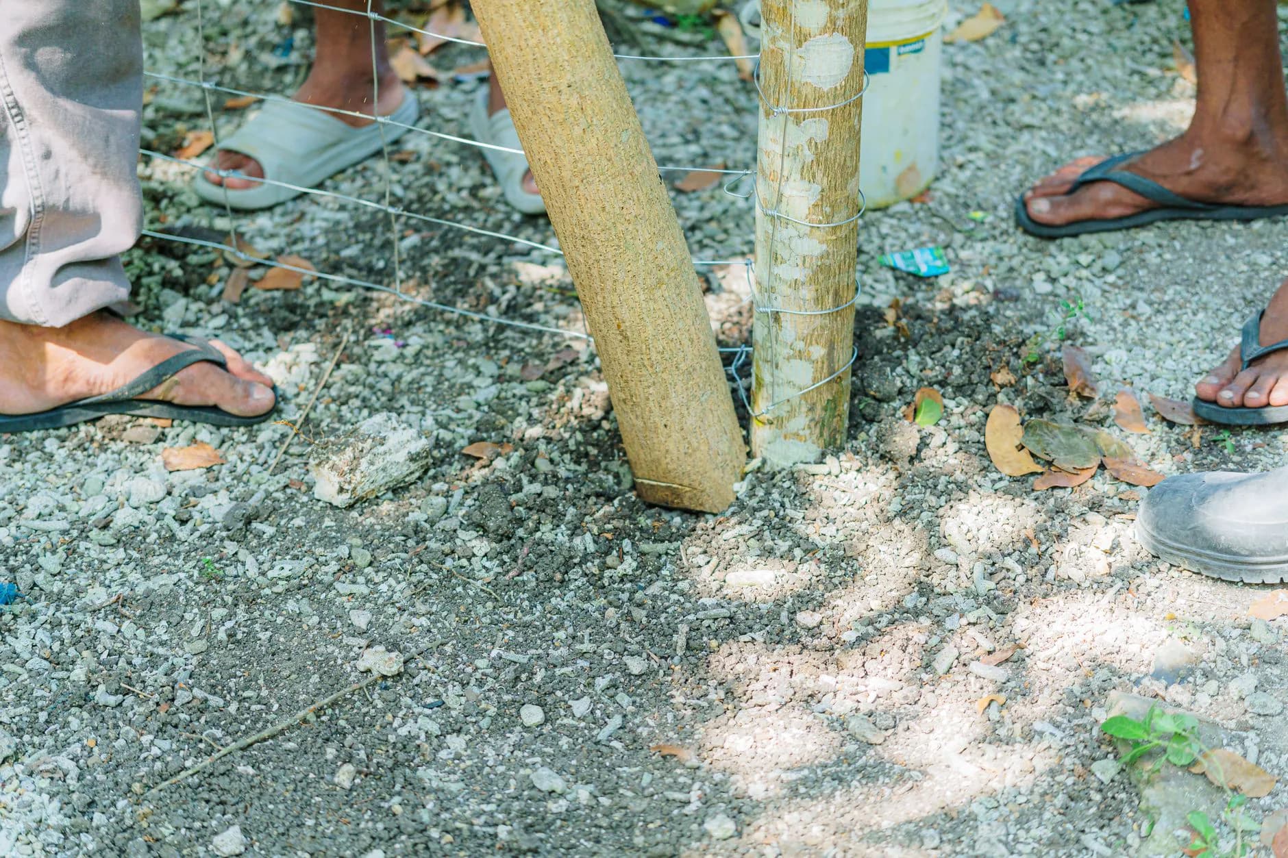 Workers setting a wooden post into the ground