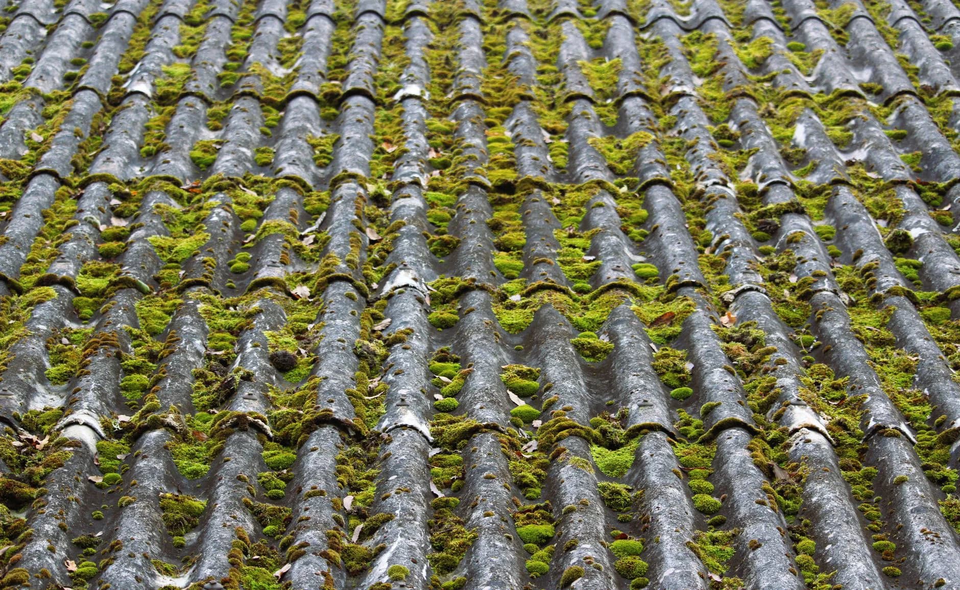 Moss and dark streaking across roof shingles