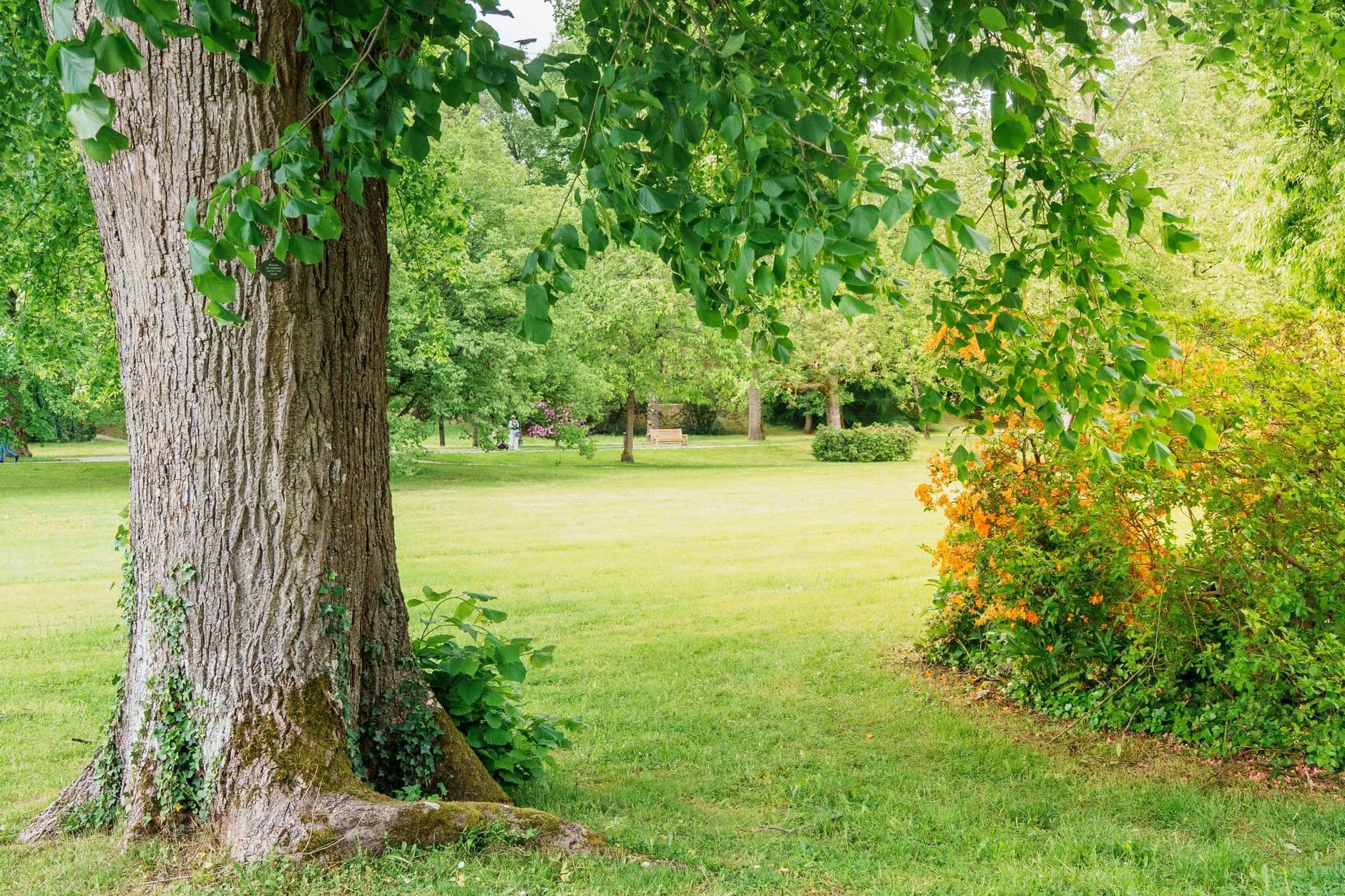 A mature tree beside a lawn