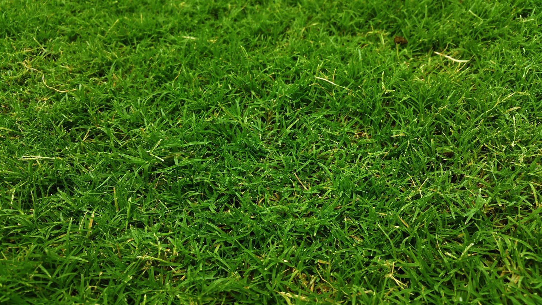 A lawn over open ground