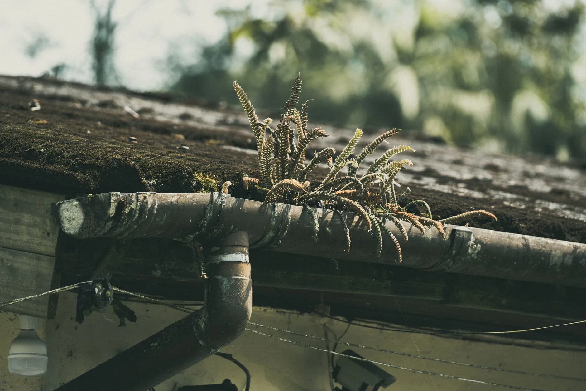 Plants growing on a roof