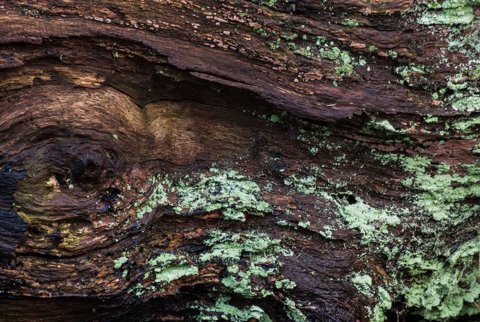 Decay in a piece of wood