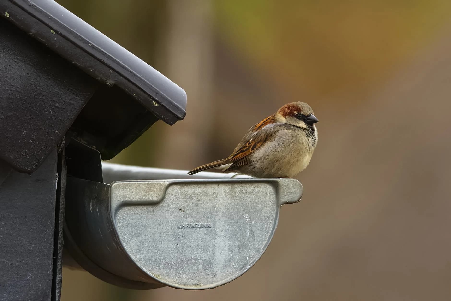 A gutter and downspout