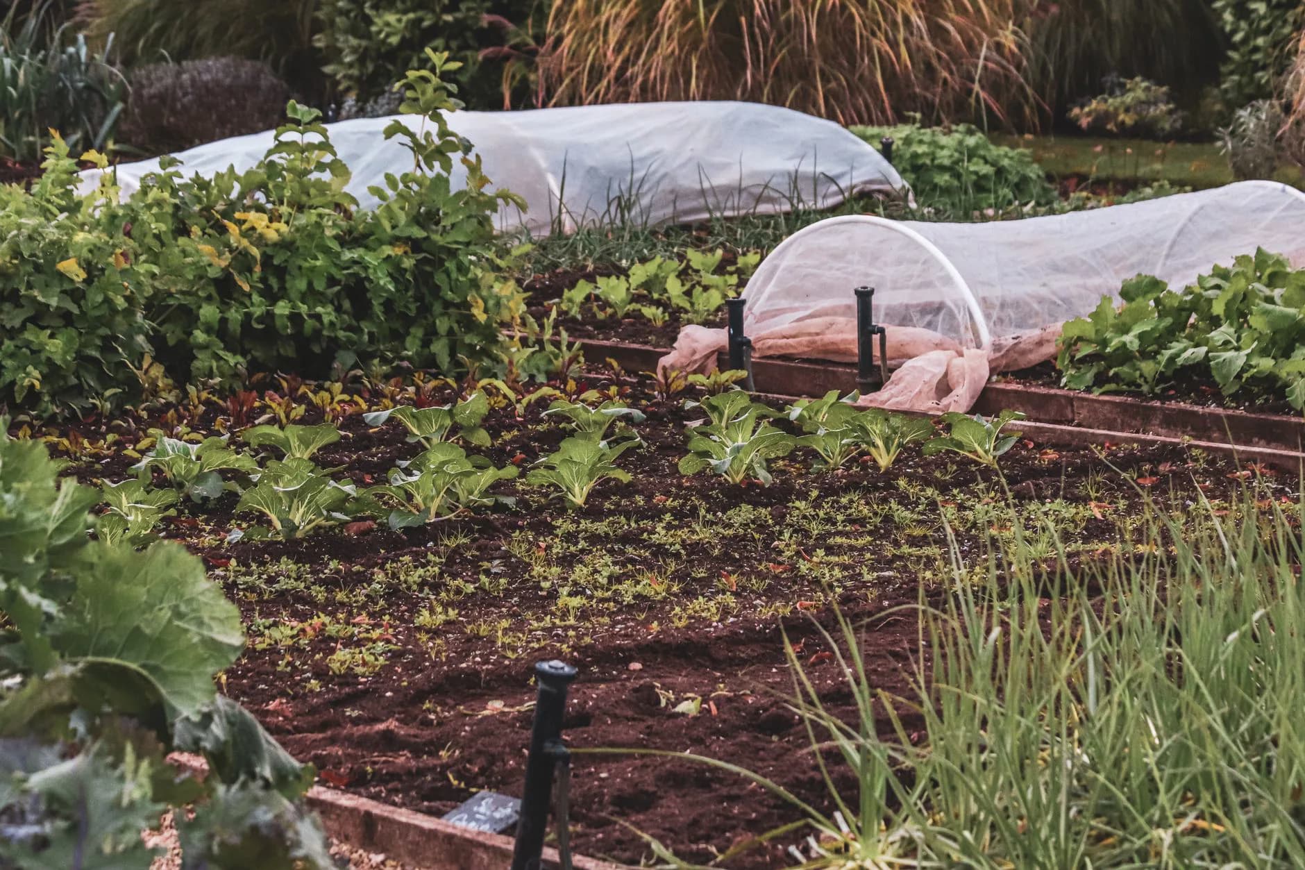Mulch in a planting bed