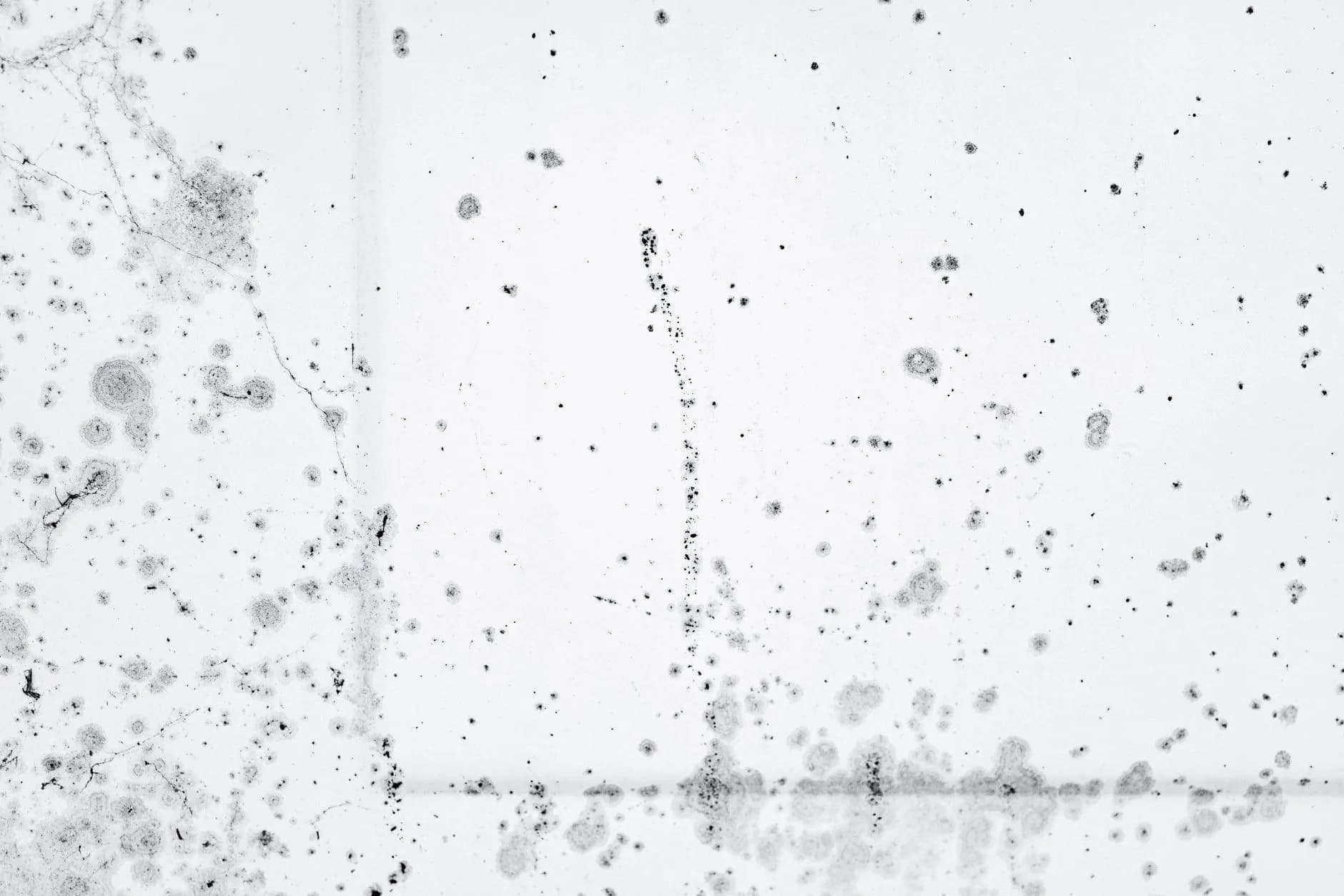 Mould on a wall