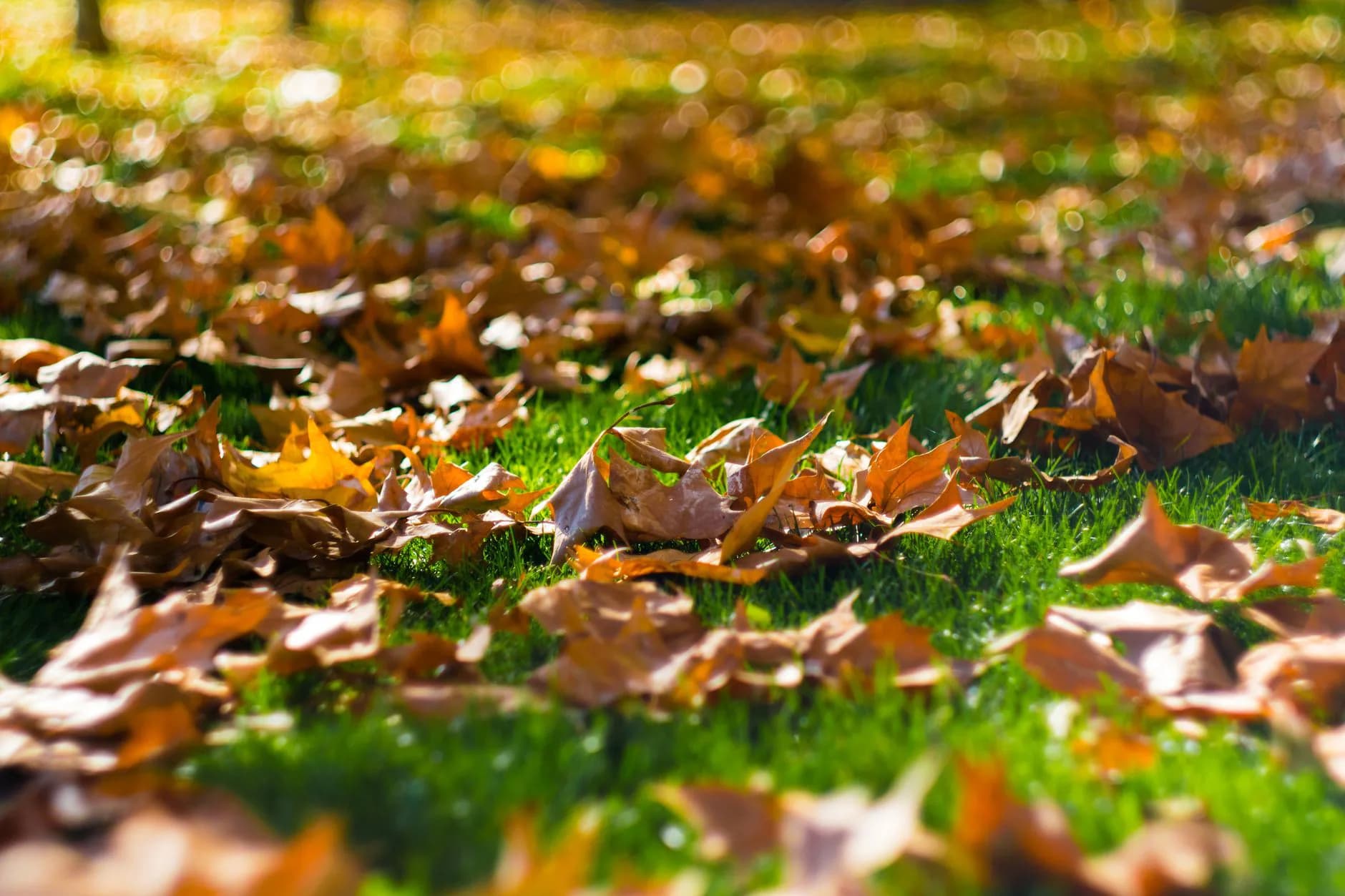 A lawn being aerated in fall