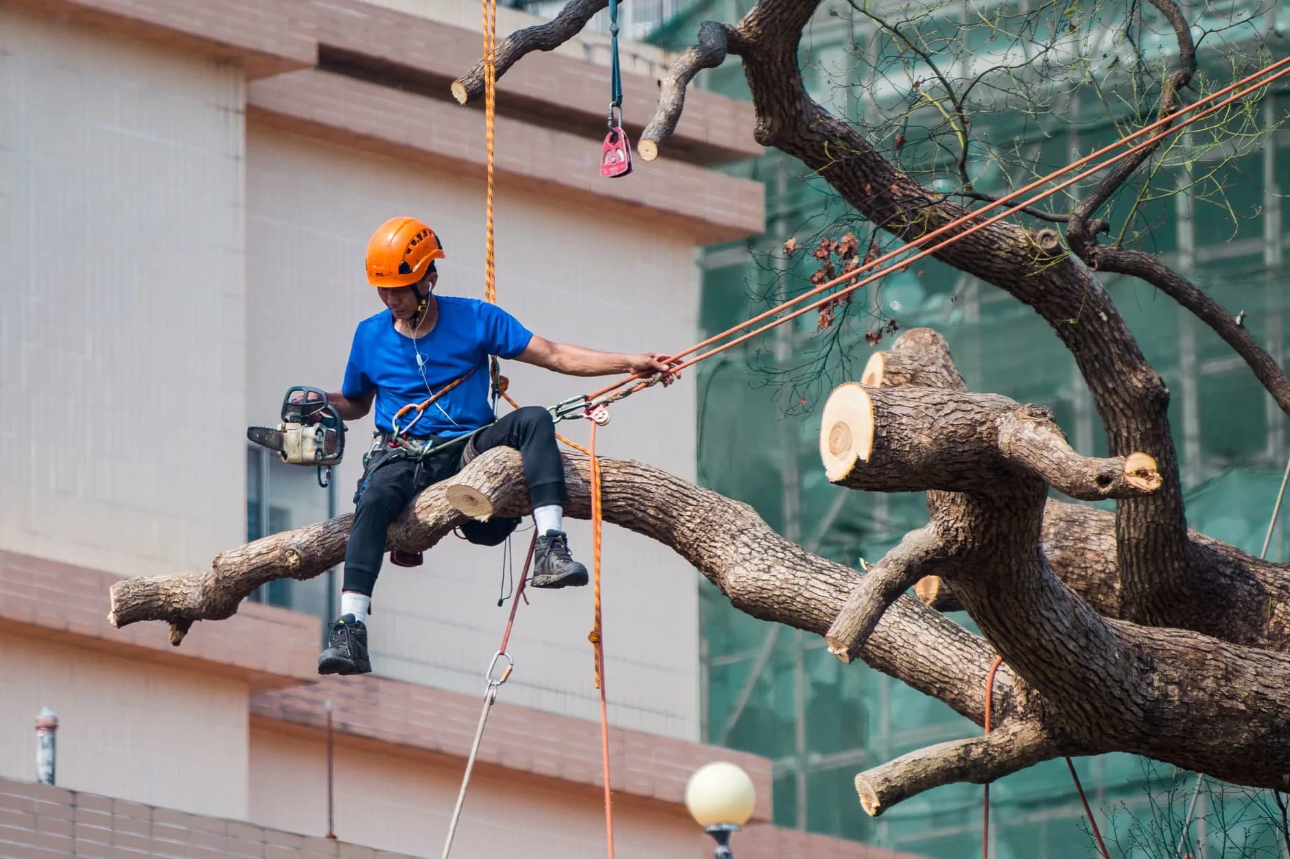 An arborist on a rope pruning a branch