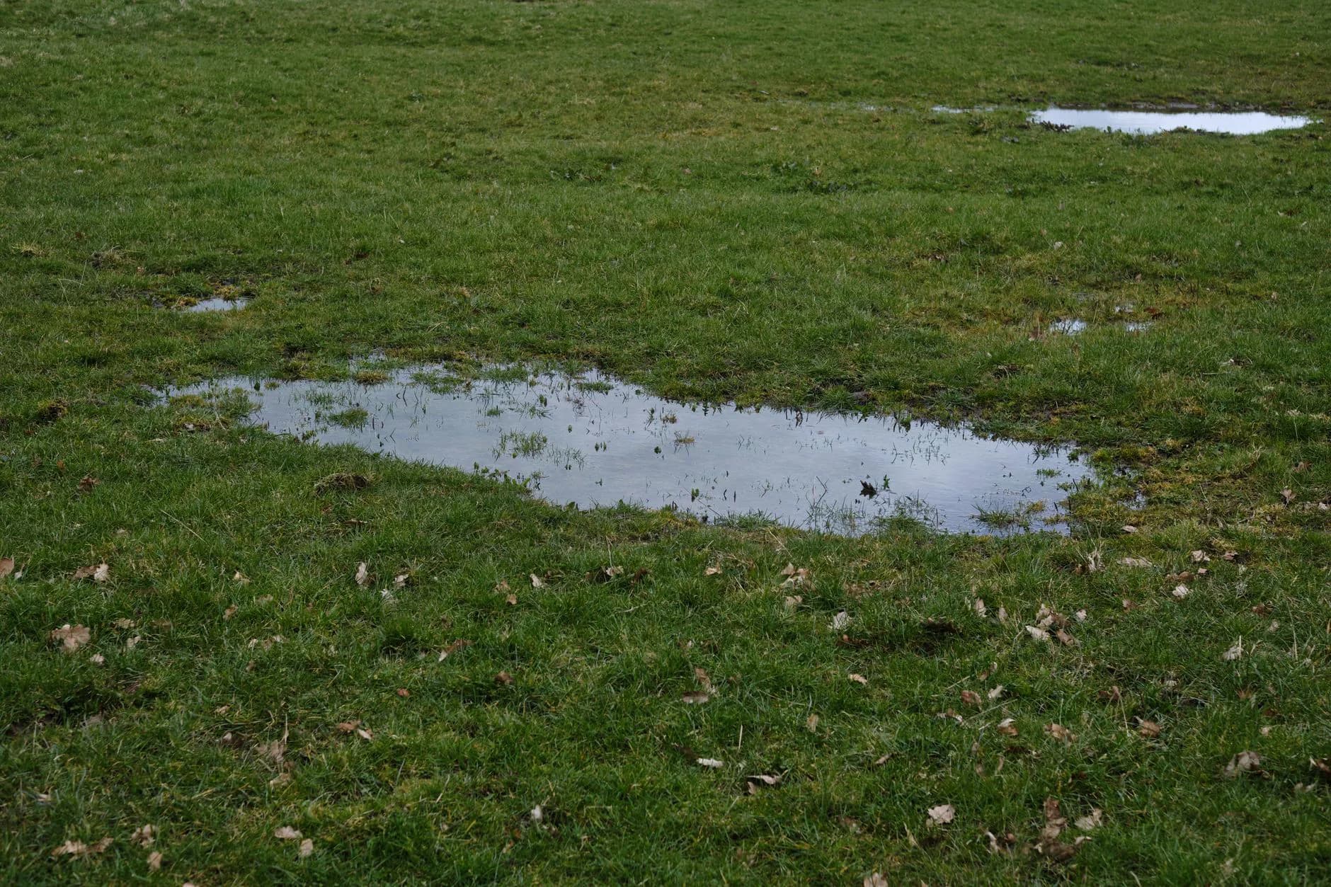 Rainwater pooled on a lawn