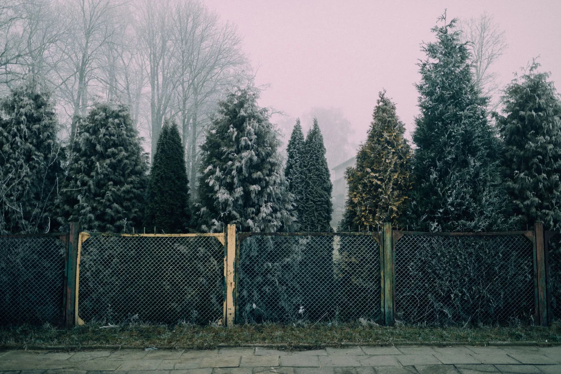 A row of young arborvitae planted along a fence