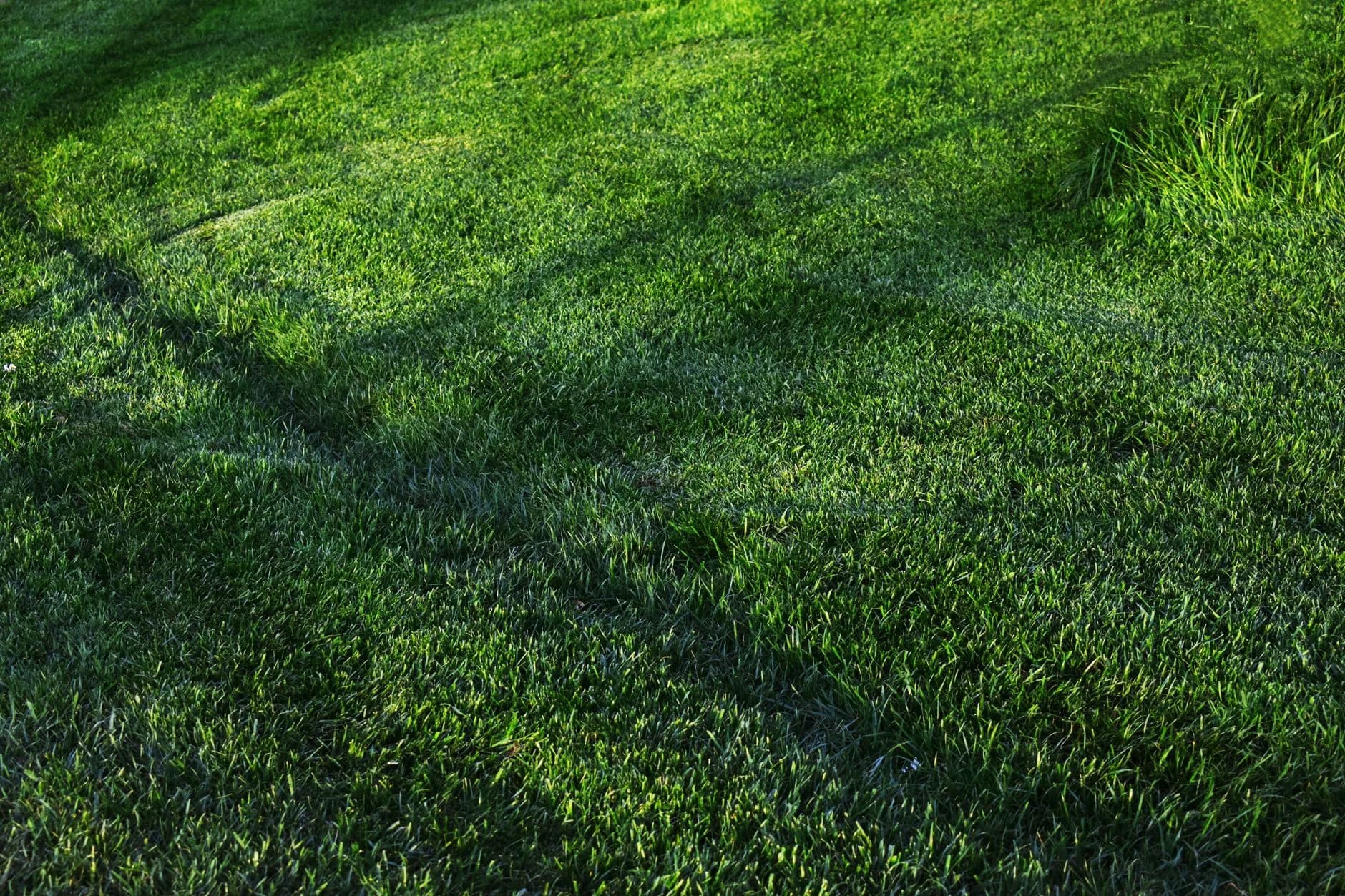 Stripped turf rolled up on a bare lawn