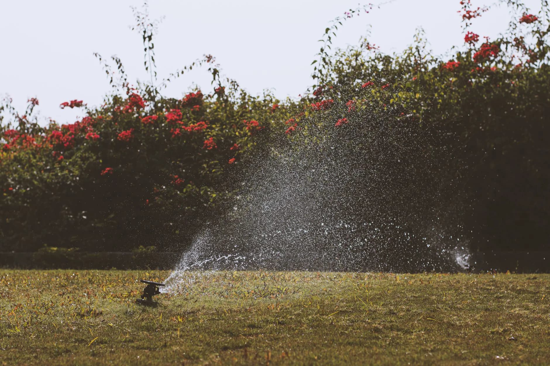 A damaged sprinkler head in a lawn