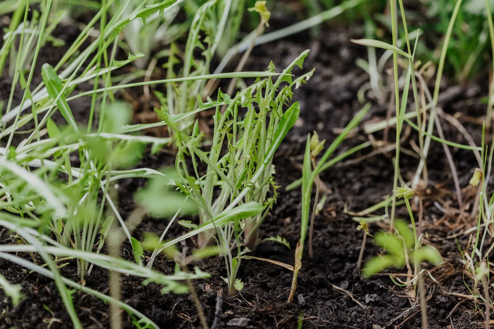 Young grass seedlings coming up between older grass blades