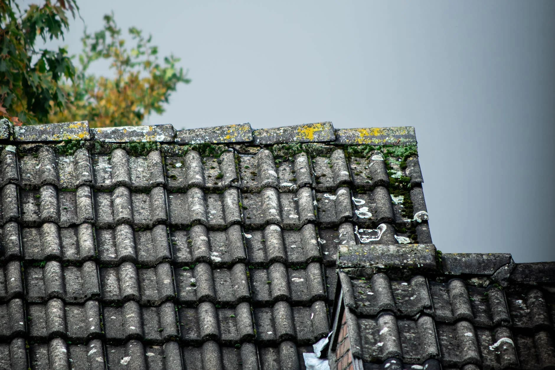 Thick moss packed into the joints of a roof surface